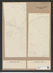 Stictodiscus haitianus Tr. et W. (de-Toni-Nr.: Genus 205, Species 5238) Zeichnungen Sammlung Grunow Nr. 9032 (NHMW-BOT-W0378754)